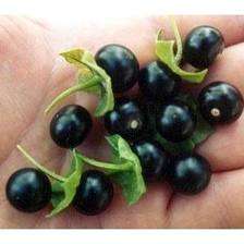 CHICHIQUELITES BERRY SEEDS