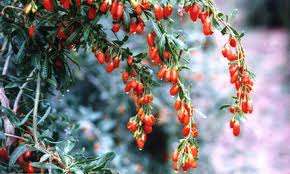 BERRIES - WOLF BERRY SEEDS