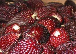 STRAWBERRY POPCORN SEEDS - 20 SEEDS