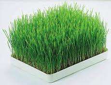 YOUR OWN WHEATGRASS KIT