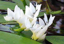 EXOTIC SEEDS - WATERBLOMMETJIE SEEDS (APONOGETON DISTACHYOS)