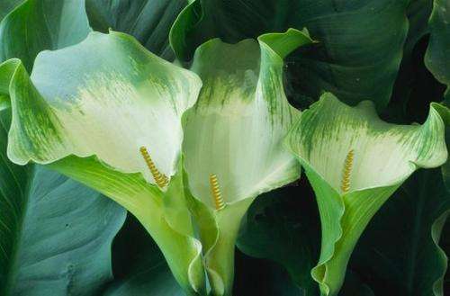 GREEN ARUM LILY FLOWER  SEEDS (ZANTEDESCHIA)- "GREEN GODDESS"