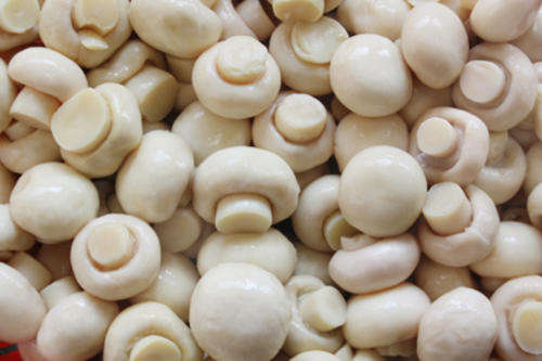 MUSHROOMS - WHITE BUTTON MUSHROOM KIT