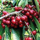 CHERRY SEEDS
