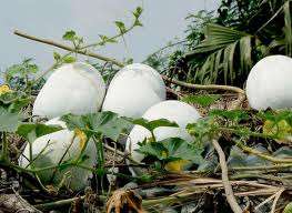 EXOTIC HEIRLOOMS - ASH GOURD ( WHITE GOURD) SEEDS