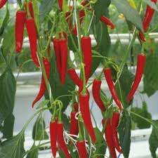 RED BULLET CHILLI SEED PACK