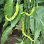 BANGALORE TORPEDO CHILLI SEED PACK