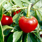 CHILLIES - CHERRY BOMB CHILLI SEEDS