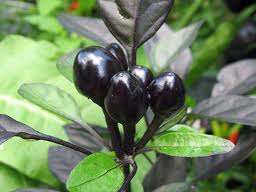 CHILLIES - BLACK PEARL CHILLIES SEED PACK ++very rare++  (10 SEEDS)