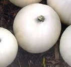 WHITE CANNONBALL GEMSQUASH SEED PACK
