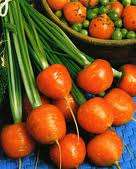 HEIRLOOM VEGETABLE SEEDS - -PARISIAN MARKET MINI CARROT SEEDS