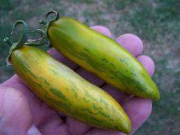 TOMATO VARIETIES - Green Sausage Tomato Seed Pack - HEIRLOOMS