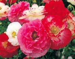 POPPIES - SHIRLEY DOUBLE POPPY FLOWER SEEDS