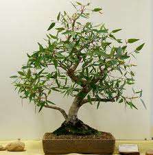 BONSAI  -  EUCALYPTUS BONSAI SEEDS