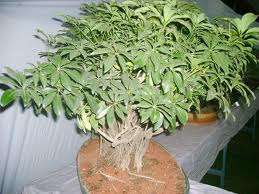 SEEDS FOR BONSAI  - CASSAVA  OR TAPIOCA TREE