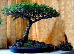 Seeds for Bonsai - Kameeldoring  thorn tree