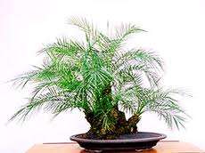 SEEDS FOR BONSAI  -  PALM TREE