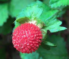 BERRY VARIETIES  - WILD  STRAWBERRY SEED PACK