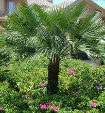 TREES - WINDMILL PALM TREE SEEDS (10)