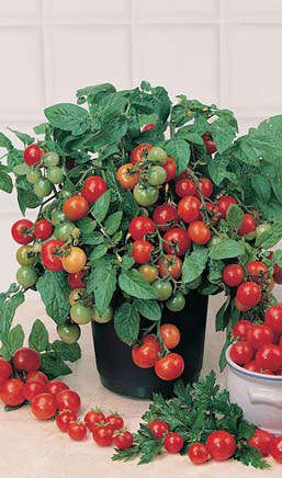 TOMATO VARIETIES - "TINY TIM" Heirloom Tomato seeds - HEIRLOOMS