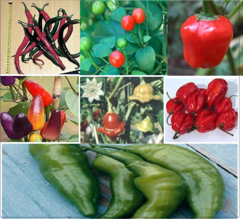 CHILLIES - MIXED CHILLIES MULTI-PACK
