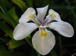 FLOWERS - PURPLE WILD IRIS - 20 SEEDS