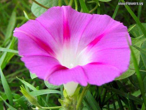 PSYCHOACTIVE - PINK MORNING GLORY FLOWER SEEDS