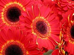FLOWERS - RED GERBERA FLOWER SEED PACK
