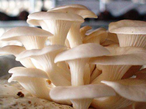 MUSHROOMS -  WHITE OYSTER MUSHROOM SPORES (Pleutorus Ostreatus)