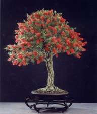 BONSAI - RED BOTTLEBRUSH SEEDS