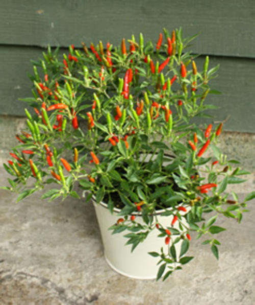 SUPER HOT - DWARF THAI DEMON (F1) CHILLI SEEDS - 10 SEEDS