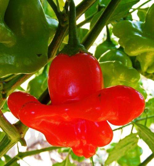 CHILLIES - BISHOPS CROWN CHILLI SEEDS (10 SEEDS)