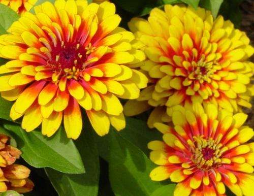 FLOWER SEEDS -  ZINNIA  - MULTICOLOR (10 SEEDS)