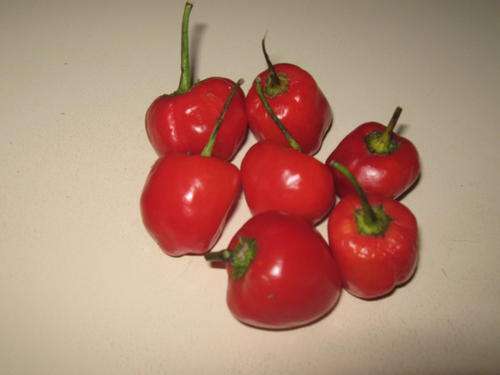 CHILLIES - PEPPERDEW SEEDS (10 seeds)