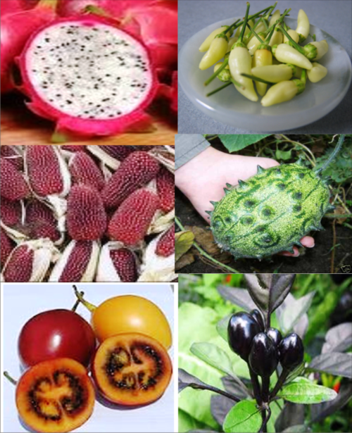 EXOTIC SEEDS PACK - *LIMITED PROMOTION*