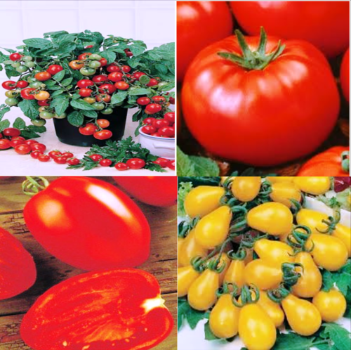 MIXED TOMATO MULTI-PACK
