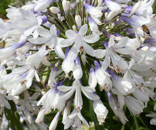 "QUEEN MOM" AGAPANTHUS FLOWER BULBS (10)