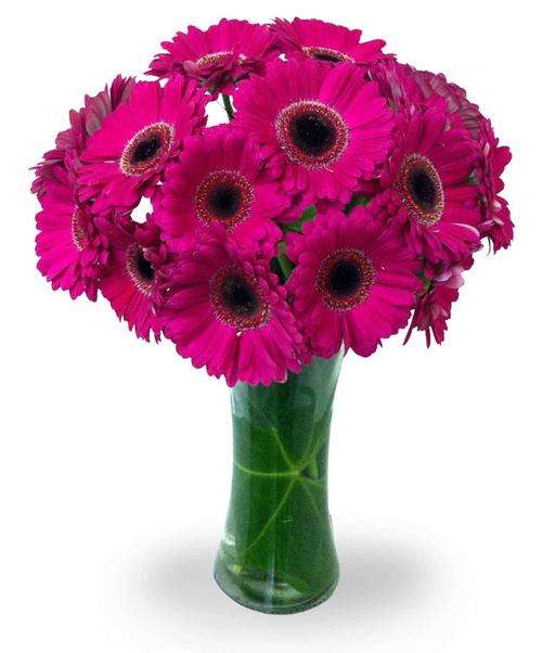 FLOWERS - PINK GERBERA FLOWER SEEDS (10)