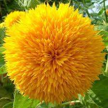 FLOWERS - TEDDY BEAR SUNFLOWER - 20 SEEDS