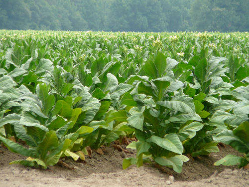 TENNESSEE TOBACCO SEEDS (TN49)  Wolds most Grown Tobacco, Fast Maturity. (10 Seeds)