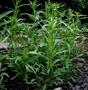 HERBS -RUSSIAN TARRAGON SEED PACK (20 SEEDS)
