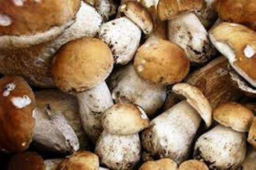 PORCINI MUSHROOM SPORES