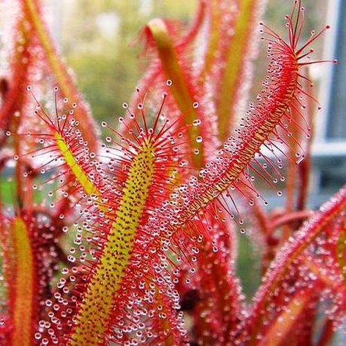 CARNIVOROUS PLANTS - DROSERA CAPENSIS (PINK) SUNDEW - 20 SEEDS