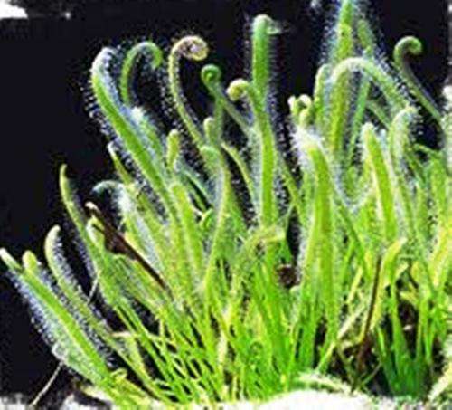 CARNIVOROUS PLANTS - DROSERA CAPENSIS ALBA (WHITE) SUNDEW - 20 SEEDS