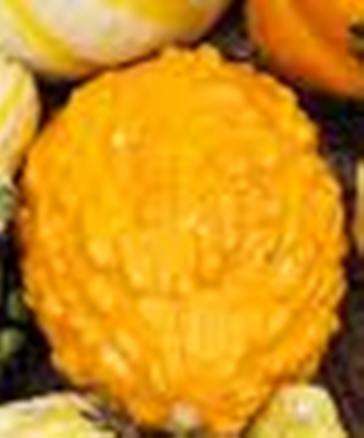GOURDS - YELLOW WARTED GOURD SEEDS (10)