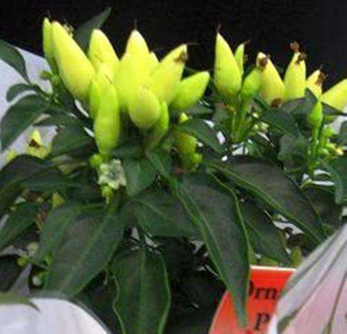 CHIILLIES - *RARE* THAI SUN WORSHIPPER - YELLOW FACING HEAVEN CHILLI SEEDS