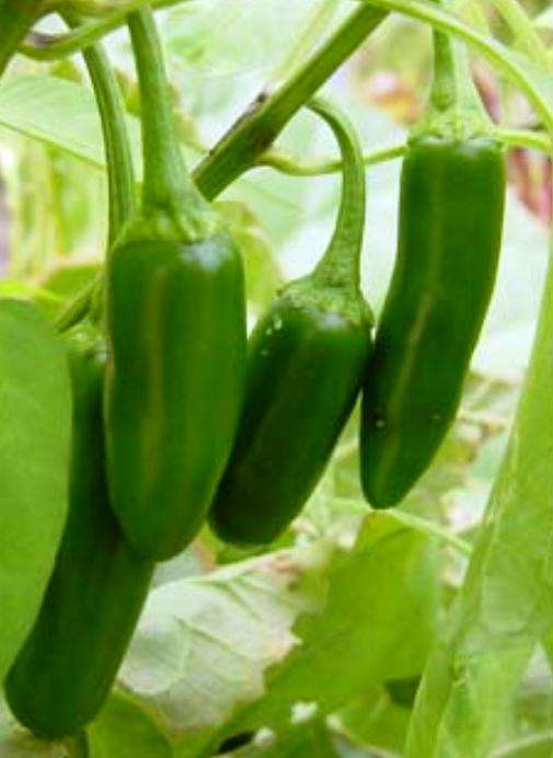 CHILLIES - JALAPENO CHILI SEEDS