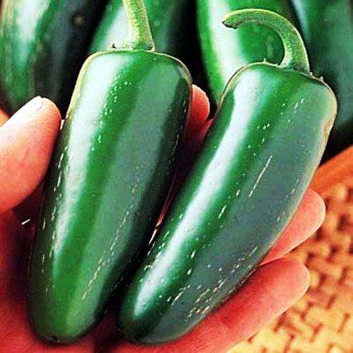 CHILLIES - JALAPENO GIGANTE SEEDS
