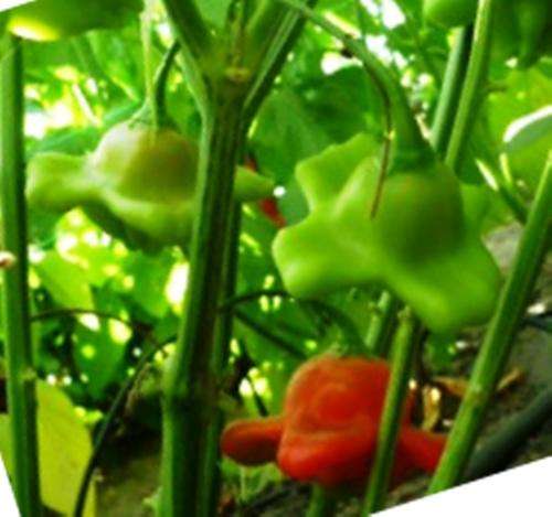 CHILLIES - HOT PIXIE CHILI SEEDS