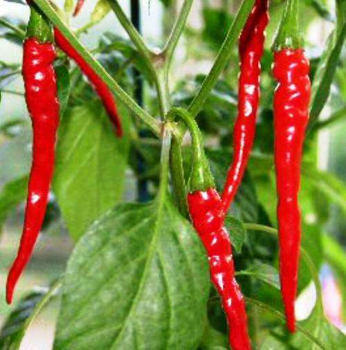 CHILLIES - CAYENNE LONG THIN CHILI SEEDS